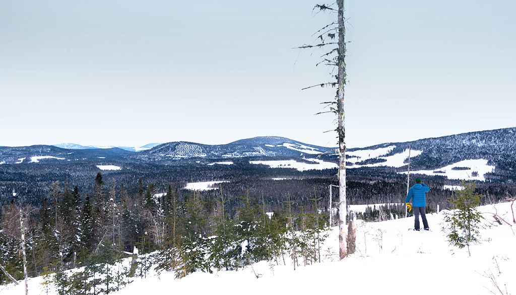 <p>De grandes coupes forestières sont effectuées dans une forêt d’enseignement et de recherche comme la Forêt Montmorency.</p>