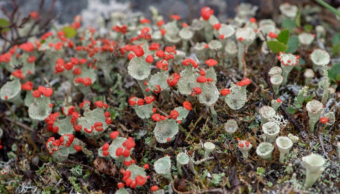 La cladonie écarlate, un lichen qu'on retrouve au nord comme au sud du Québec, fait partie des espèces décrites dans l'ouvrage.
