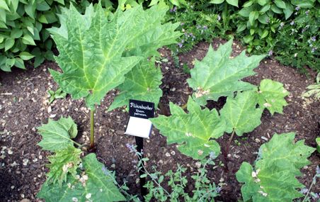 <p>Les racines de ces jeunes plants de rhubarbe chinoise contiennent des molécules qui inhibent la croissance des bactéries associées aux maladies parodontales. La rhubarbe qui croît dans nos jardins synthétise elle aussi ces prometteuses molécules.</p>