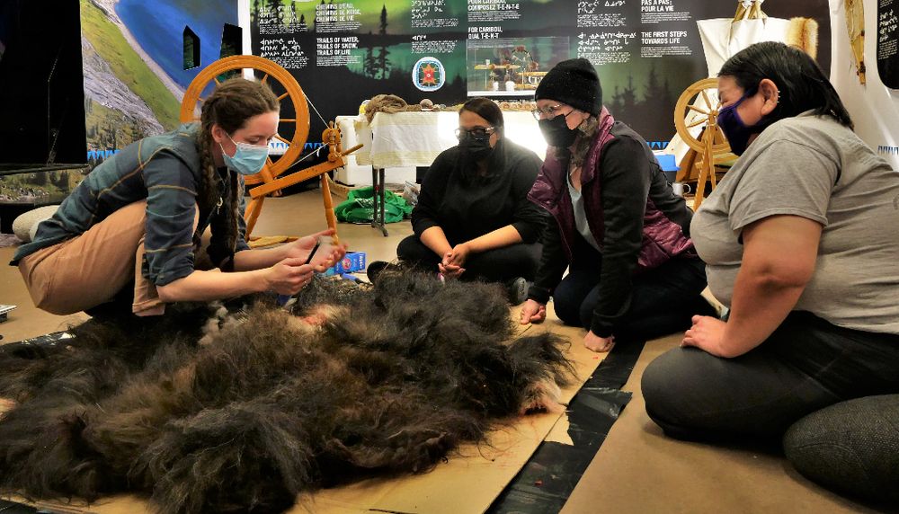 Rachel Guindon, à gauche, explique à un petit groupe de participantes comment récupérer la sous-laine du bœuf musqué, appelée qiviut en inuktitut. Une peau de bœuf musqué fournit une centaine d'onces de qiviut (4 à 6 livres), qui pourront servir à fabriquer une trentaine de tuques.