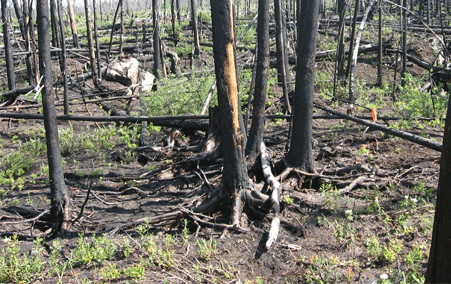 L'épaisse couche organique noircie qui subsiste au sol après le passage du feu crée des conditions propices aux températures élevées, ce qui nuirait à la germination des graines d'épinettes et à la survie des jeunes plants.