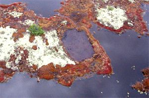 Au centre, une mare ovale, résultant de la fonte du pergélisol dans une tourbière située près du village de Radisson, borde le tapis de lichen recouvrant une palse.