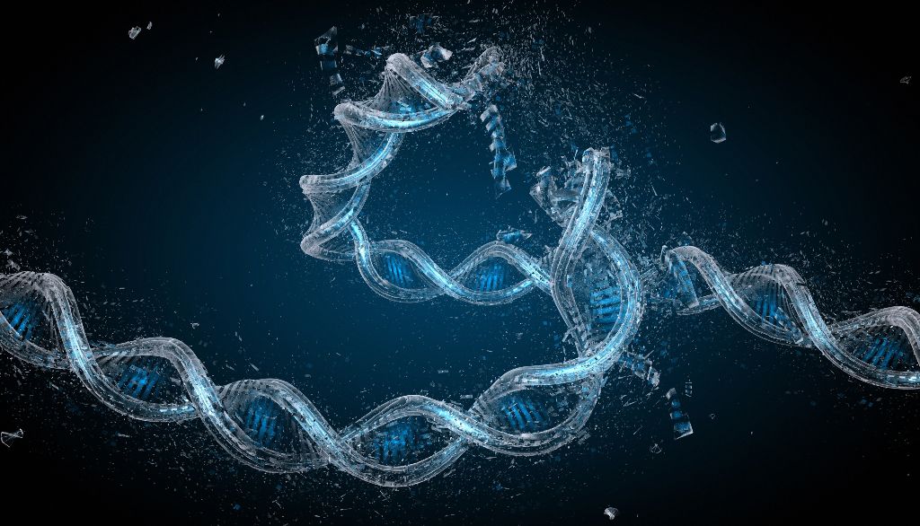 <p>Les cassures dans l'ADN se produisent naturellement, mais elles surviennent aussi lorsque des cellules cancéreuses sont soumises à des radiations. L'action des protéines qui réparent ces cassures est bénéfique dans le premier cas, mais pas dans le second étant donné que l'objectif des traitements de radiothérapie est la destruction des cellules cancéreuses.</p>