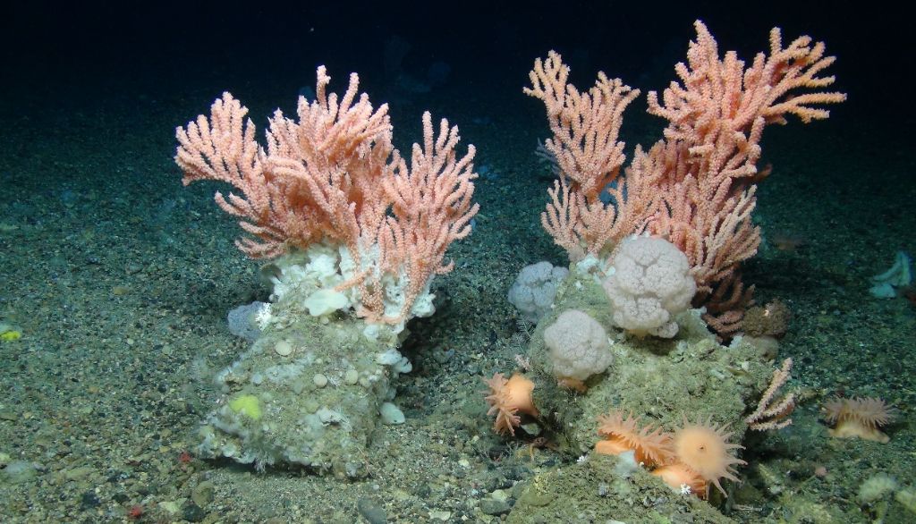 <p>Les habitats profonds ont une biodiversité riche, avec des organismes uniques comme ces coraux en eaux profondes.</p>