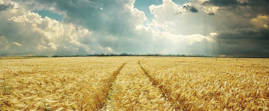 La création de la chaire survient au moment où le milieu agroenvironnemental fait face à d'importants défis, comme la perte de l'agrobiodiversité et la difficulté à assurer la pérennité de certaines productions.