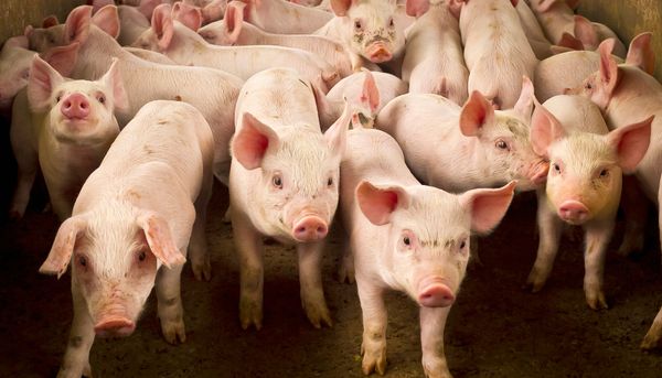 Le porc, en particulier son foie, est un réservoir important du virus de l'hépatite E. Le matériel génétique du virus a été détecté dans 4% des foies de porc crus analysés par l'équipe de recherche.
