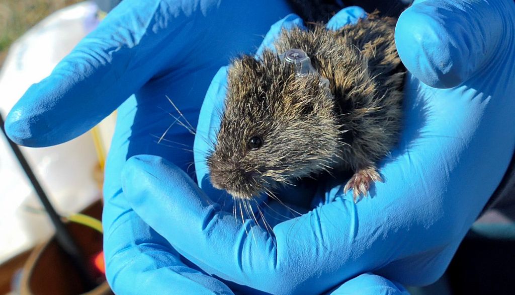 <p>Un lemming brun sur lequel le collier photosensible vient d'être installé.</p>