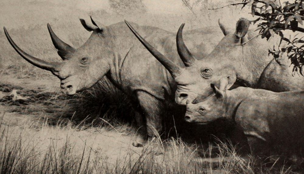 <p>Le commerce illégal des cornes du rhinocéros blanc du Nord a décimé ses populations naturelles. Il ne reste que deux spécimens de cette sous-espèce sur notre planète et ce sont deux femelles.</p>