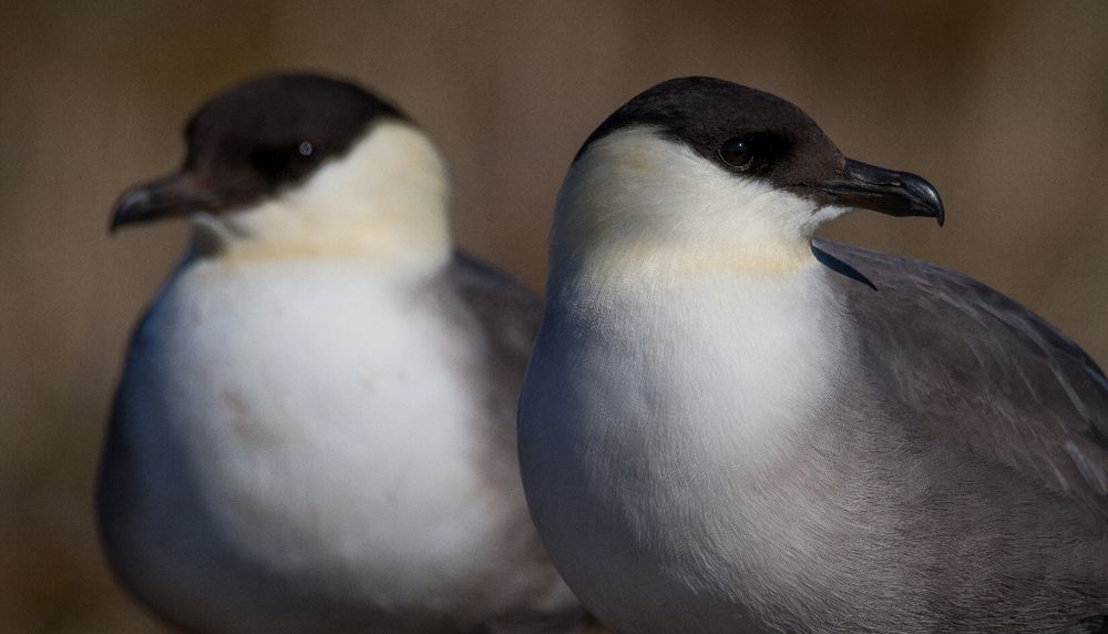 Un couple de labbes à longue queue sur les aires de nidification de l'île Bylot.