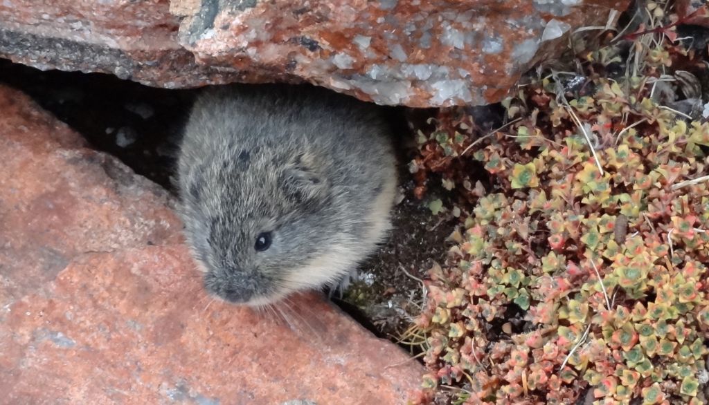 <p>Un lemming brun devant l'entrée d'un tunnel. Ces petits mammifères arctiques passent une bonne partie de leur temps dans des tunnels qu'ils creusent dans le sol ou dans la neige.</p>