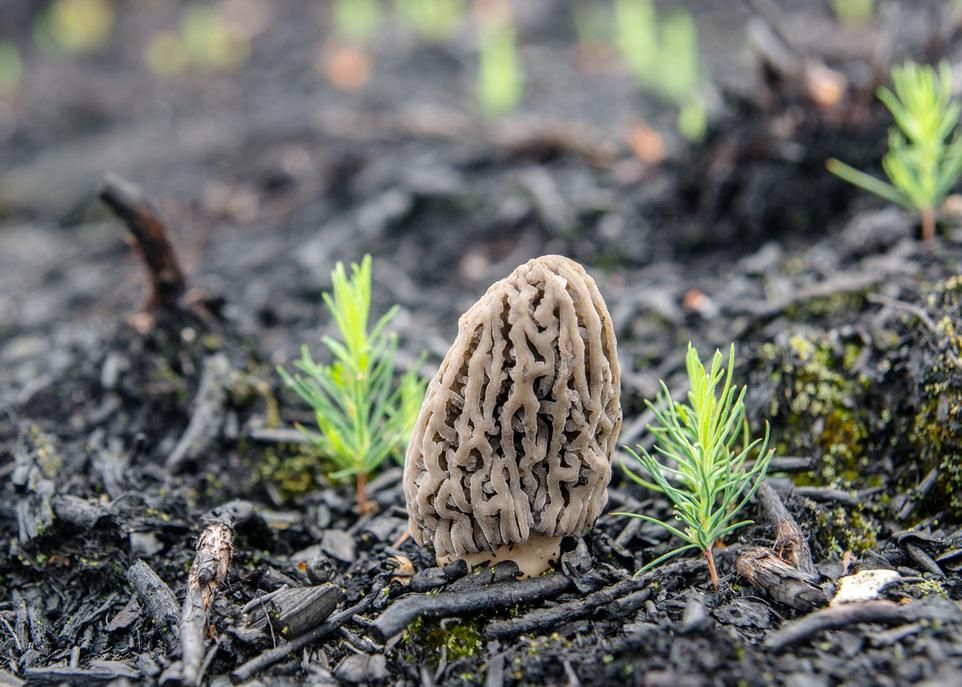 La morille de feu est un champignon fort prisé qui, malgré les avancées de la science, recèle moult mystères.